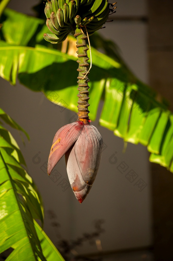 香蕉花巴德挂从树叶子开放