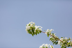 梨树花盛开的春天火鸡