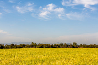 火鸡安塔利亚多云的天空和金小麦场