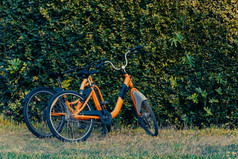 橙色自行车前面墙覆盖与绿色叶子火鸡