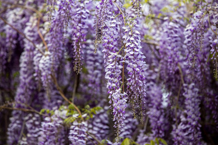 紫藤花布鲁姆同时春天