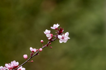 <strong>李子树花</strong>朵春天