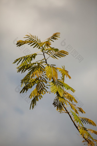 albiziajulibrissin的波斯丝绸树粉红色的丝绸树物种树的家庭蚕<strong>豆科</strong>本地的西南和东部亚洲