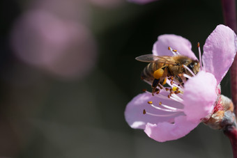 蜂蜜蜜蜂授粉桃子开花自然背景蓝色的天空蜂蜜蜜蜂授粉桃子开花背景蓝色的天空