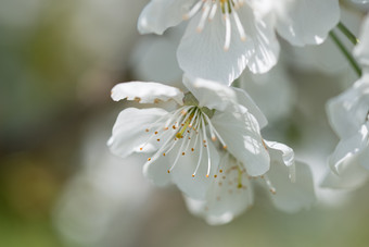 分支<strong>开花</strong>樱<strong>桃树</strong>与美丽的白色花分支<strong>开花</strong>樱<strong>桃树</strong>