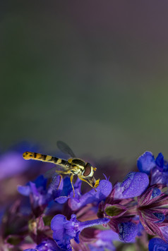 徘徊飞食蚜蝇科收集花蜜从紫色的花徘徊飞食蚜蝇科收集花蜜从花