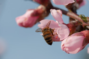 蜜蜂收集花<strong>蜜桃</strong>子花与自然背景蜜蜂桃子花