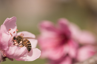 蜜蜂收集花蜜桃子花与自然背景蜜蜂桃子花