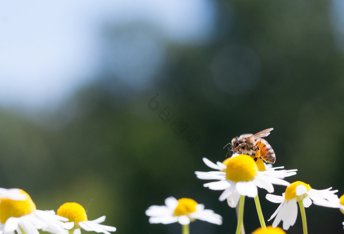蜂蜜蜜蜂收集花粉用于迷彩花蜂蜜蜜蜂用于迷图片