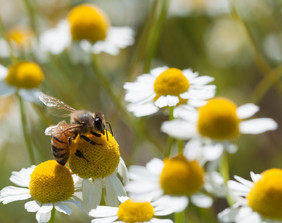 蜂蜜蜜蜂收集花粉用于迷彩花蜂蜜蜜蜂用于迷