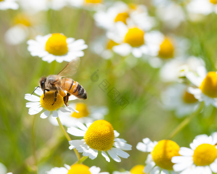 蜂蜜蜜蜂用于迷彩花图片