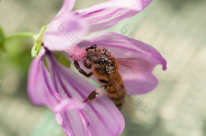 蜂蜜蜜蜂收集花粉淡紫色的花蜜蜂淡紫色的花