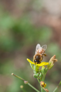 关闭蜜蜂收集花粉野生rucola花蜜蜂收集花粉野生rucola花