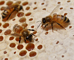 蜂蜜蜜蜂apimellifera工作蜡