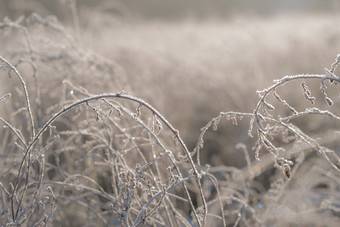 特写镜头干草本植物植物杂草覆盖与霜冷冬天特写镜头草本植物植物杂草覆盖与霜