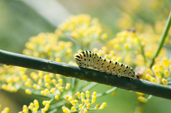 <strong>燕尾</strong>服毛毛虫茴香花<strong>燕尾</strong>服毛毛虫茴香