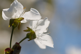 分支开花樱桃树与美丽的白色花分支开花樱桃树