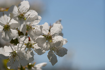 分支<strong>开花</strong>樱<strong>桃树</strong>与美丽的白色花分支<strong>开花</strong>樱<strong>桃树</strong>