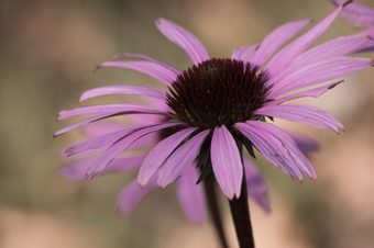 紫锥菊粉红色的药用花开花关闭紫锥菊花特写镜头