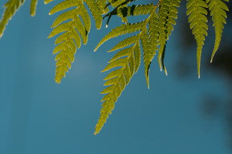 <strong>蕨类植物</strong>叶子关闭自然背景<strong>蕨类植物</strong>叶子关闭