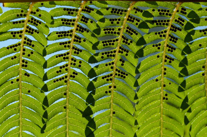 蕨类植物叶子关闭自然背景蕨类植物叶子关闭