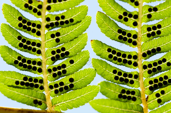 蕨类植物叶子关闭自然背景蕨类植物叶子关闭