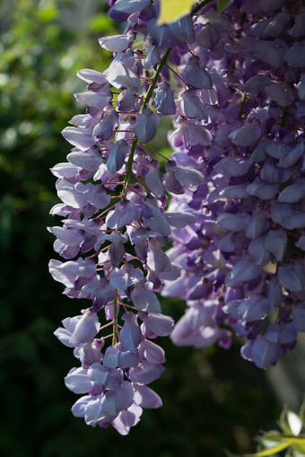 美丽的紫藤花是盛开的<strong>春天</strong>的日落的花园美丽的紫藤花盛开的<strong>春天</strong>
