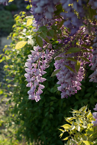 美丽的紫藤花是盛开的春天的日落的花园美丽的紫藤花盛开的春天