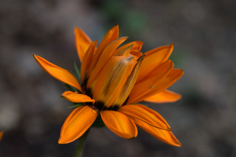 橙色花的原产地开花自然背景橙色花的原产地