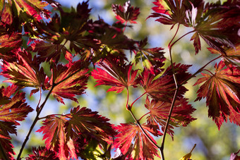 明亮彩色的秋天彩色宏碁叶子背景明亮彩色的秋天叶子