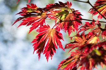 明亮彩色的秋天彩色宏碁叶子背景明亮彩色的秋天叶子