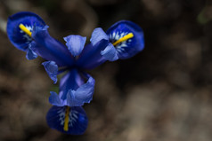 春天蓝色的虹膜花与黑暗背景春天蓝色的虹膜花黑暗背景