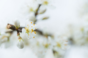 帕朗柏花分支自然<strong>布</strong>里格斯背景李子花自然背景