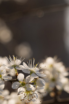 春天时间帕朗柏花早午餐自然背景李子花自然背景