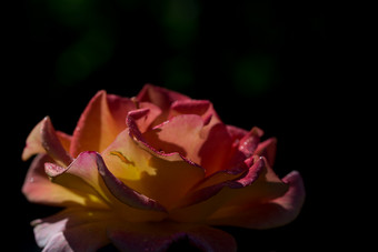 黄色的和红色的玫瑰花蕾布拉克背景玫瑰花蕾黑色的背景