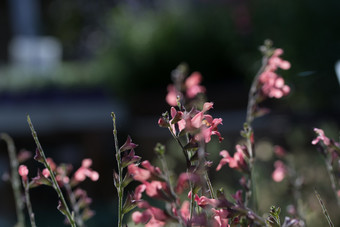 鼠尾草officinalis粉红色的花黑暗软散景背景鼠尾草officinalis粉红色的花黑暗软散景背景