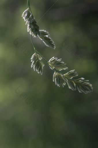 红色的桉树花自然天空背景<strong>悉</strong>尼澳大利亚红色的桉树花自然背景<strong>悉</strong>尼澳大利亚