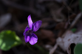 甜蜜的紫罗兰自然甜蜜的紫罗兰草