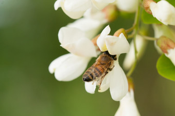 蜜蜂收集花蜜白色洋槐花蜜蜂收集花蜜洋槐花
