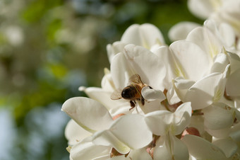 蜜蜂收集花蜜白色洋槐花蜜蜂收集花蜜洋槐花