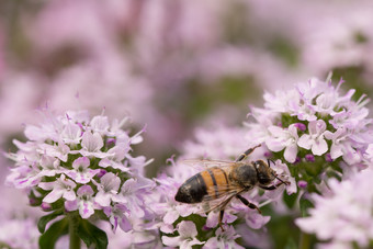 蜂<strong>蜜蜜</strong>蜂关闭粉红色的百里<strong>香</strong>花蜂<strong>蜜蜜</strong>蜂粉红色的百里<strong>香</strong>花