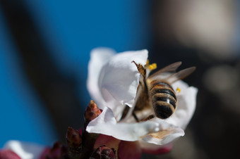 蜂蜜蜜蜂做授粉服务杏花蜜蜂授粉杏花