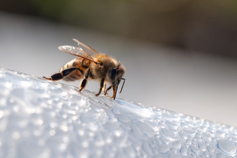 蜂蜜蜜蜂apimellifera饮料水白色<strong>表</strong>面蜂蜜蜜蜂饮料水白色<strong>表</strong>面