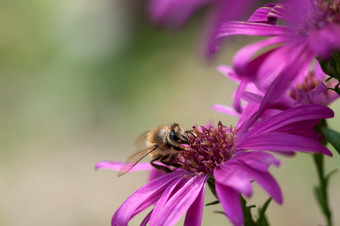 关闭<strong>蜜蜂</strong>收集花粉从Aster花<strong>蜜蜂</strong>收集花粉从Aster花
