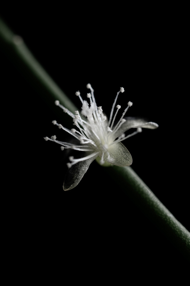 年轻的发芽小白色花孤立的黑色的背景小白色花孤立的黑色的背景