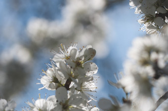 盛开的白色美丽的李子花自然背景盛开的白色李子花自然背景
