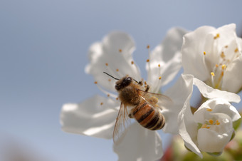 蜂蜜蜜蜂apimellifera<strong>授粉</strong>白色樱桃花自然背景春天蜂蜜蜜蜂<strong>授粉</strong>白色樱桃花自然背景