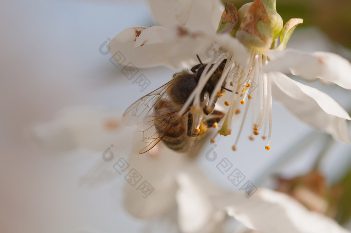 蜂蜜蜜蜂apimellifera授粉白色樱桃花自然背景春天蜂蜜蜜蜂授粉白色樱桃花自然背景