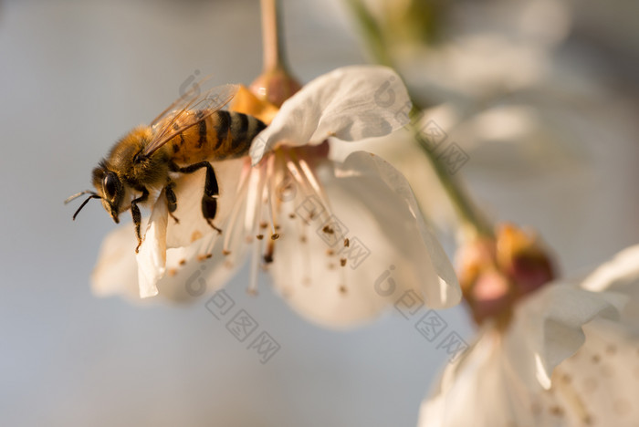 蜂蜜蜜蜂apimellifera授粉白色樱桃花自然背景春天蜂蜜蜜蜂授粉白色樱桃花自然背景