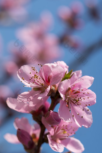 春天开花粉红色的<strong>杏花</strong>自然背景美丽的春天开花粉红色的<strong>杏花</strong>